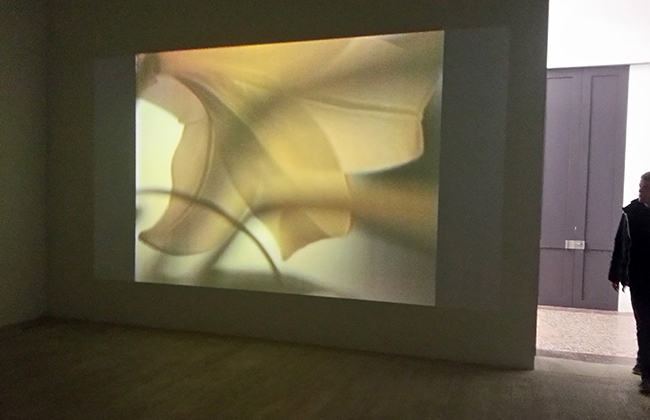 Gallery of the Art Academy Düsseldorf, 2015 - video FLORA